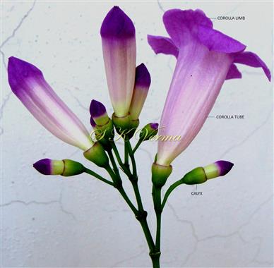  Inflorescence-Panicle of cymes